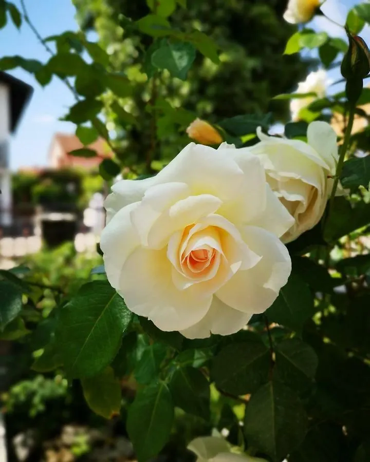 Apartmani Rita Studio Novigrad Istria 0*,